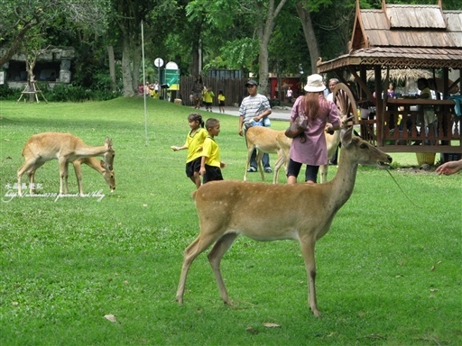 1500-112562泰國綠山.jpg