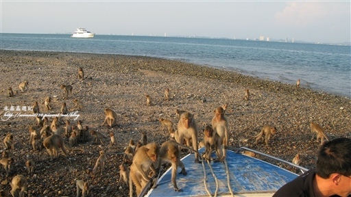 1500-68921泰國 猴島.jpg