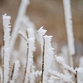 長雪的小草