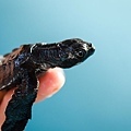 2013 Sea Turtle MX-002-70