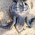 2013 Sea Turtle MX-002-75