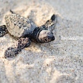 2013 Sea Turtle MX-002-114