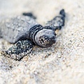 2013 Sea Turtle MX-002-124