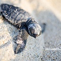 2013 Sea Turtle MX-002-202