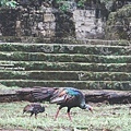 2013 July Tikal Guat-002-36.jpg