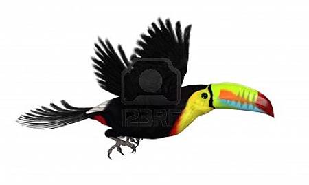 Toucan