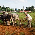 2014 Jan Cuba-005-189