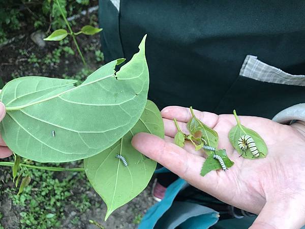 羅望子農場_180705_0011.jpg 試用