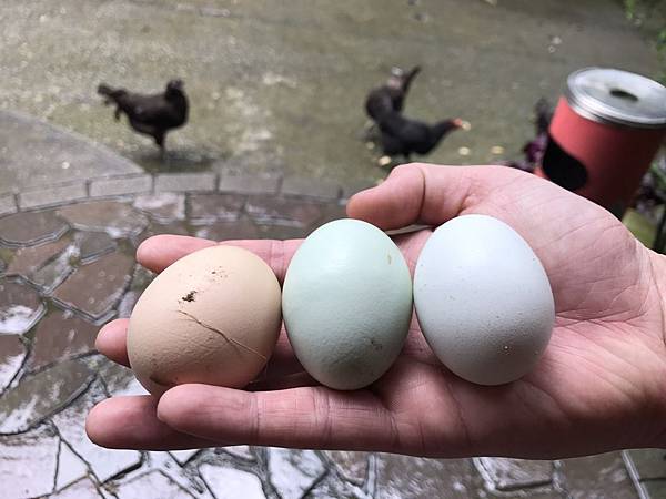 羅望子農場_180705_0010.jpg 試用