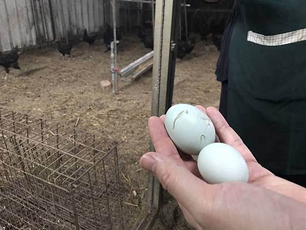 羅望子農場_180705_0012.jpg 試用