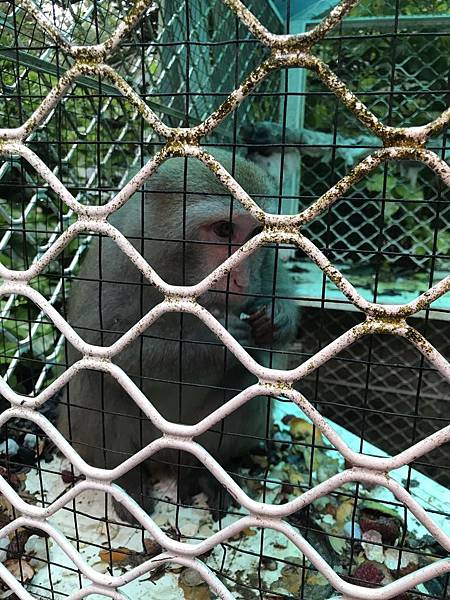 羅望子農場_180705_0014.jpg 試用