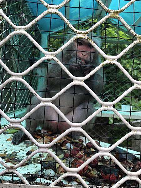 羅望子農場_180705_0013.jpg 試用