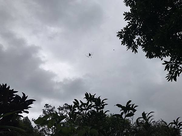 羅望子農場_180705_0017.jpg 試用