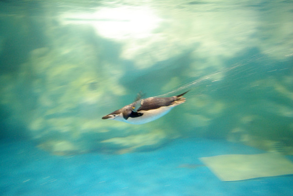 小企鵝..游的超快的..還好哈尼厲害照的下來