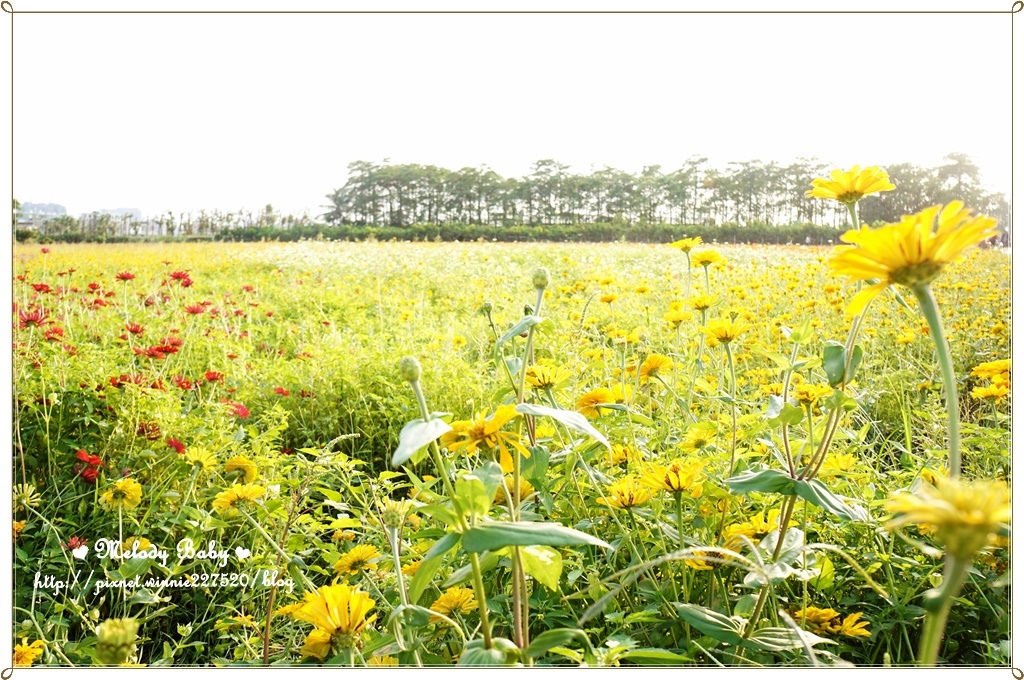 橋頭花海 (15).JPG