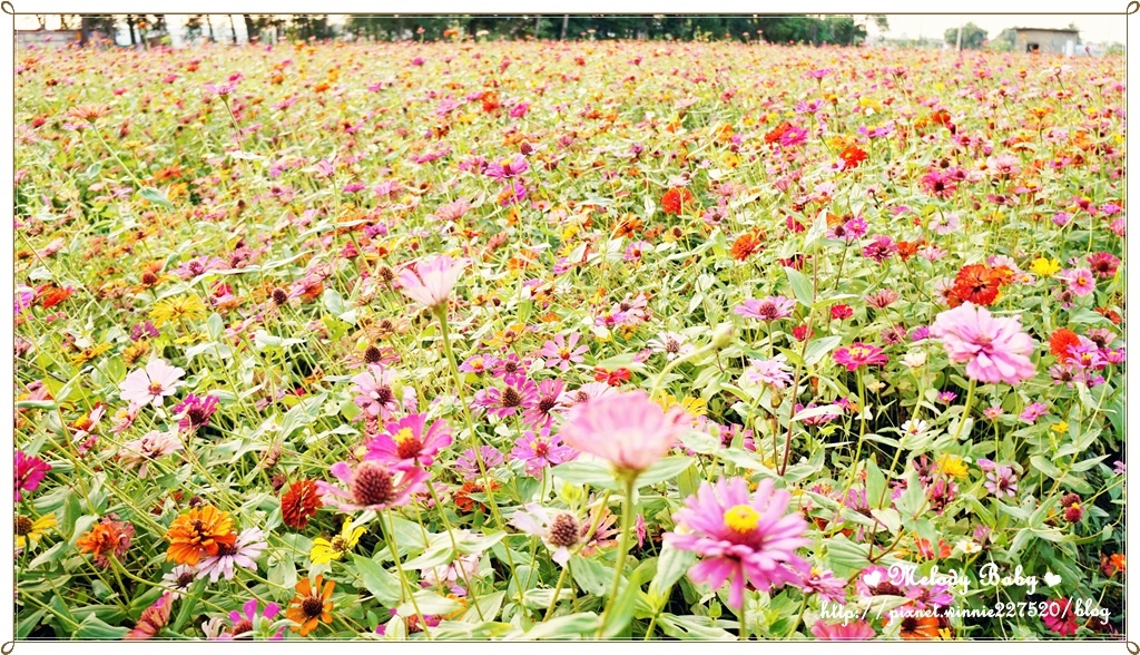 橋頭花海 (27).JPG