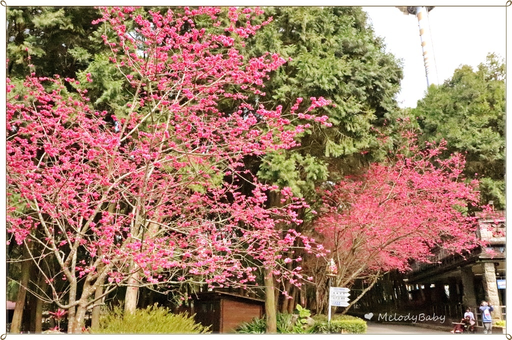 九族樱花祭 (4).JPG