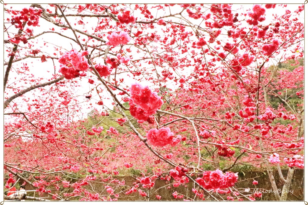 九族樱花祭 (14).JPG