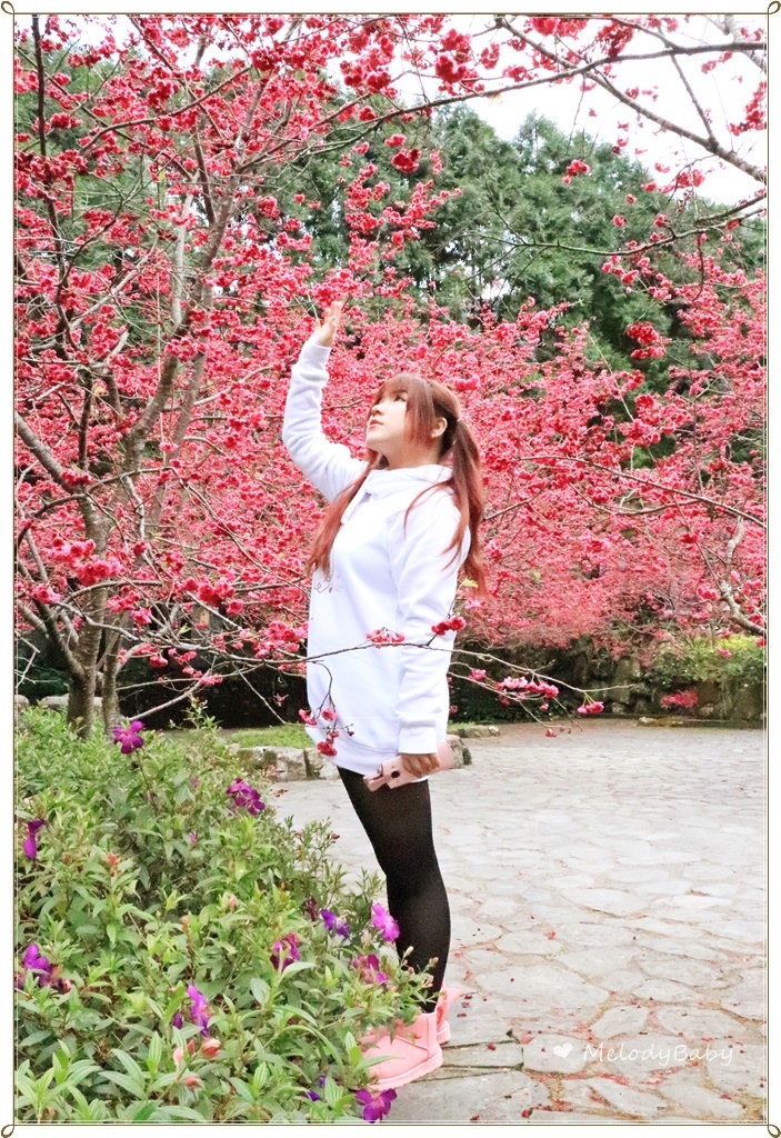 九族樱花祭 (17).JPG