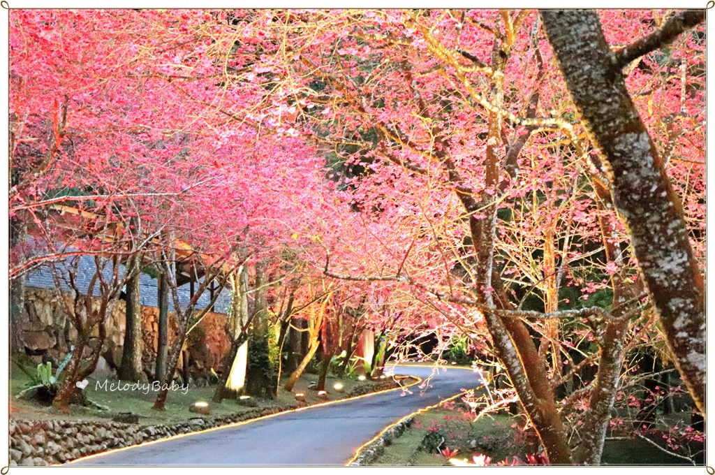 九族樱花祭 (20).JPG
