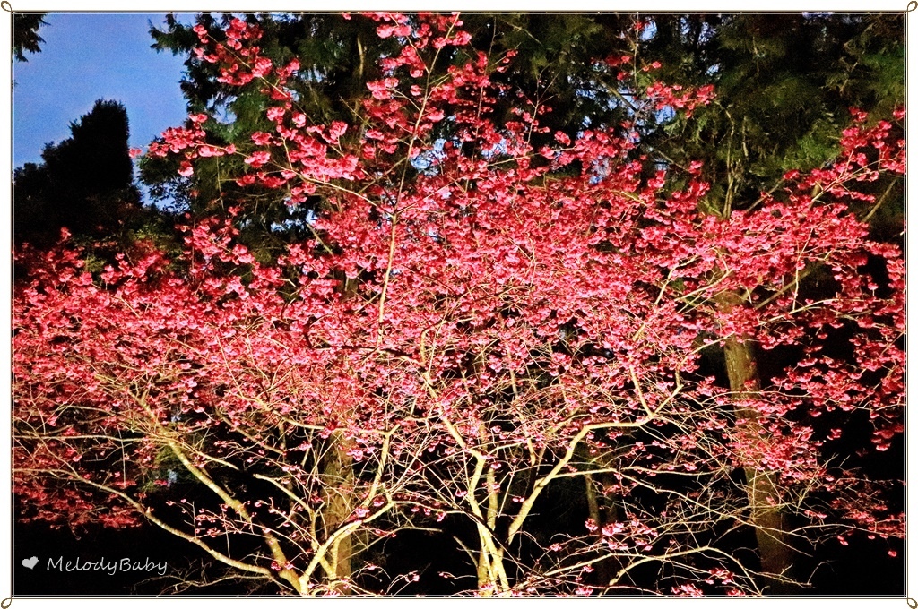 九族樱花祭 (22).JPG