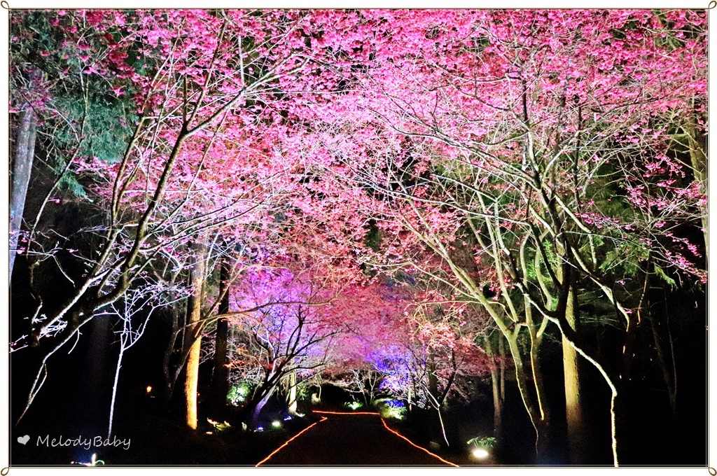 九族樱花祭 (24).JPG