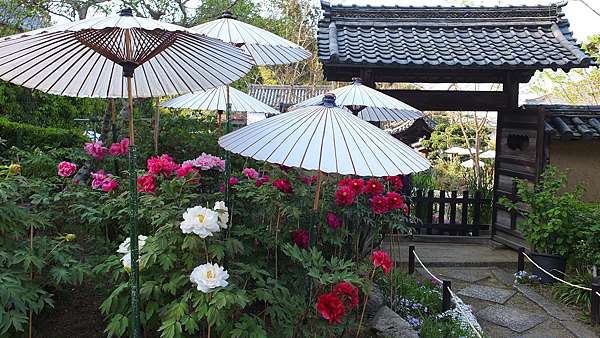 傳說中撐傘的牡丹 奈良當麻寺 私の旅行地圖 痞客邦 傳說中撐傘的牡丹 奈良當麻寺 私の旅行地圖 痞客邦