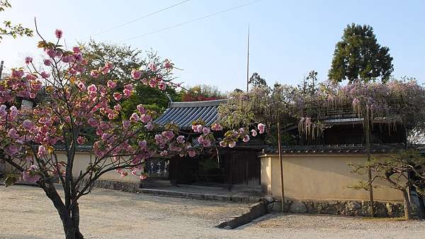 傳說中撐傘的牡丹 奈良當麻寺 私の旅行地圖 痞客邦 傳說中撐傘的牡丹 奈良當麻寺 私の旅行地圖 痞客邦