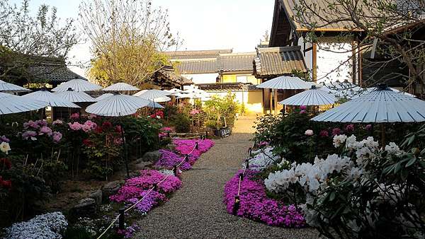 傳說中撐傘的牡丹 奈良當麻寺 私の旅行地圖 痞客邦 傳說中撐傘的牡丹 奈良當麻寺 私の旅行地圖 痞客邦