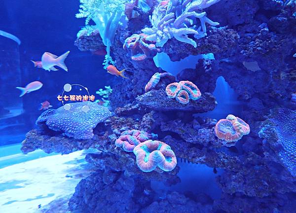 24基隆潮境智能海洋館.潮境公園.巨型水族缸.珊瑚.JPG