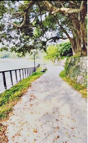 新竹旅遊｜青草湖｜180度觀景環湖步道。樂活慢遊好去處。天鵝