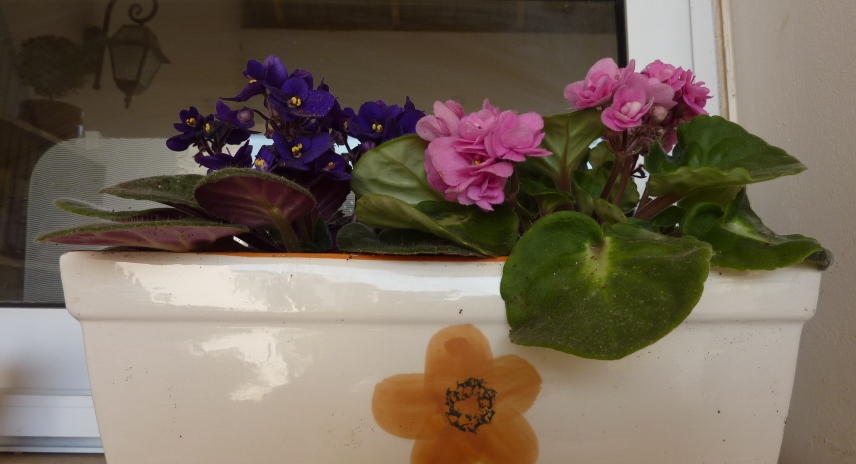 2011_05_01_flowers 002.jpg 2011_05_01_flowers 002.jpg