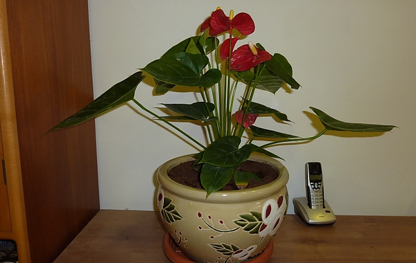 紅鶴 紅鶴