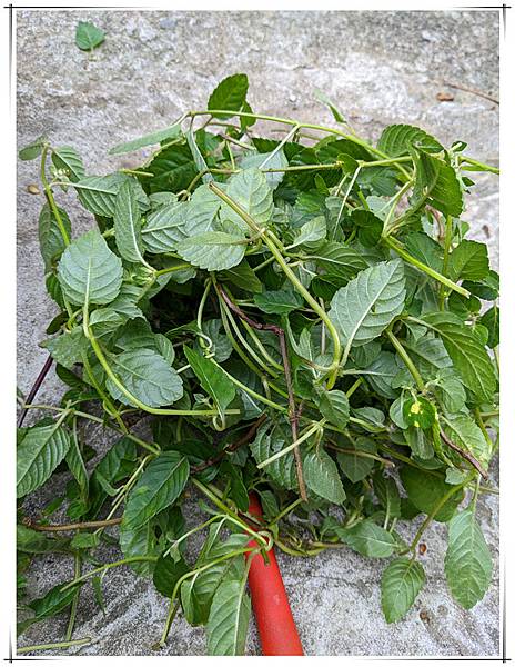 有機仙草.jpg 有機仙草.jpg