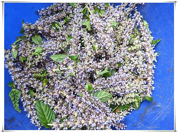 有機仙草2.jpg 有機仙草2.jpg