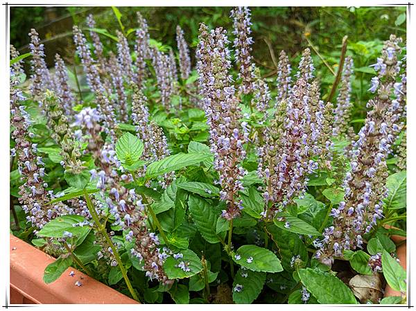 有機仙草3.jpg 有機仙草3.jpg