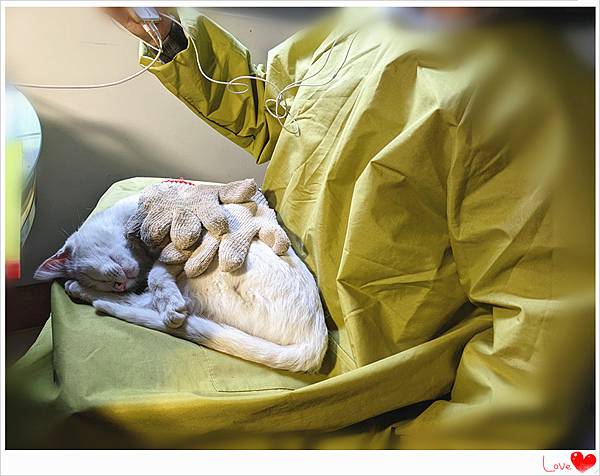 小貓仁6.jpg 小貓仁6.jpg