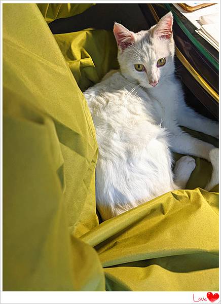 小貓仁.jpg 小貓仁.jpg