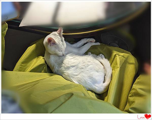 小貓仁4.jpg 小貓仁4.jpg