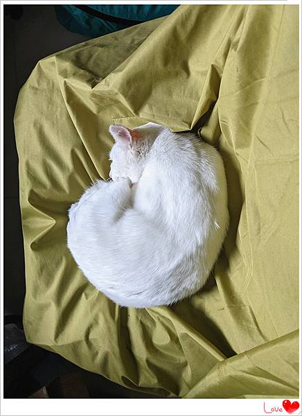 小貓仁5.jpg 小貓仁5.jpg