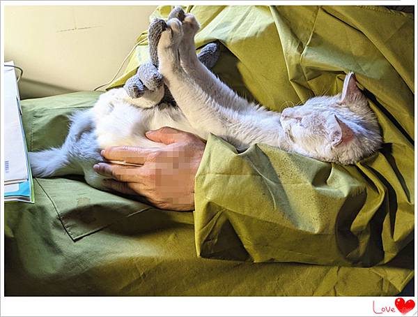 小貓仁2.jpg 小貓仁2.jpg