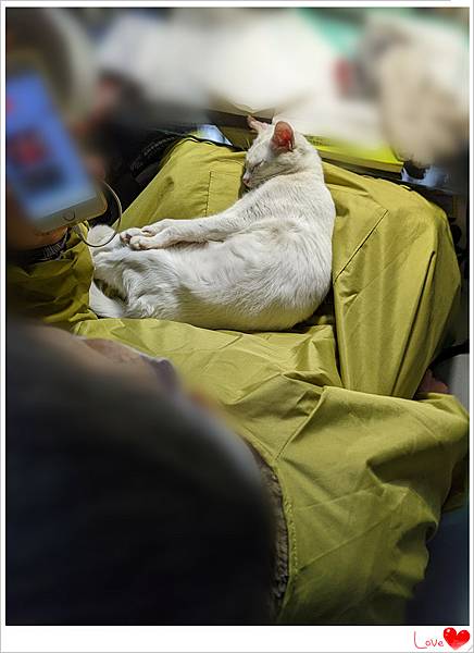 小貓仁3.jpg 小貓仁3.jpg