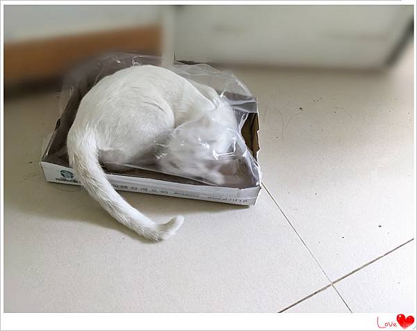 小貓仁7.jpg 小貓仁7.jpg