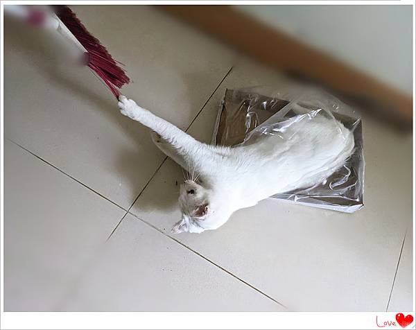 小貓仁8.jpg 小貓仁8.jpg