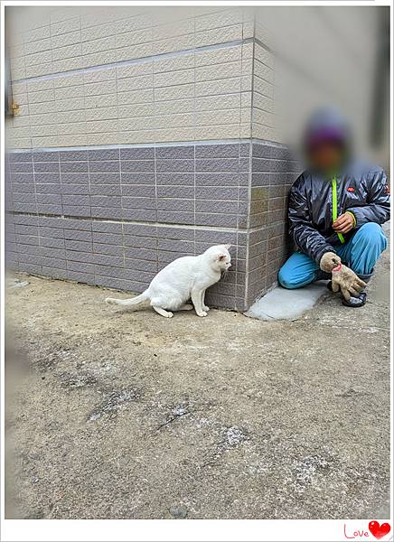 小貓仁9.jpg 小貓仁9.jpg