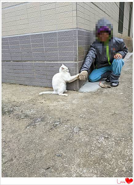 小貓仁10.jpg 小貓仁10.jpg