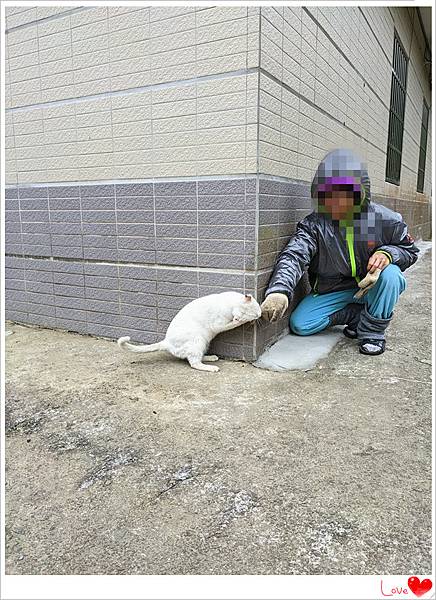 小貓仁11.jpg 小貓仁11.jpg