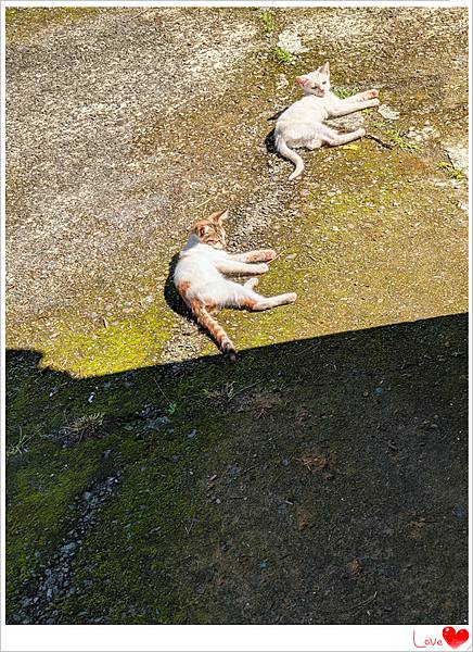 小貓仁13.jpg 小貓仁13.jpg