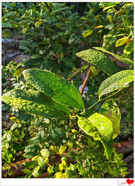 霜融化.jpg 霜融化.jpg