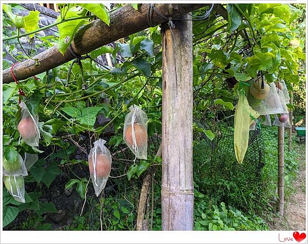 有機百香果.jpg 有機百香果.jpg